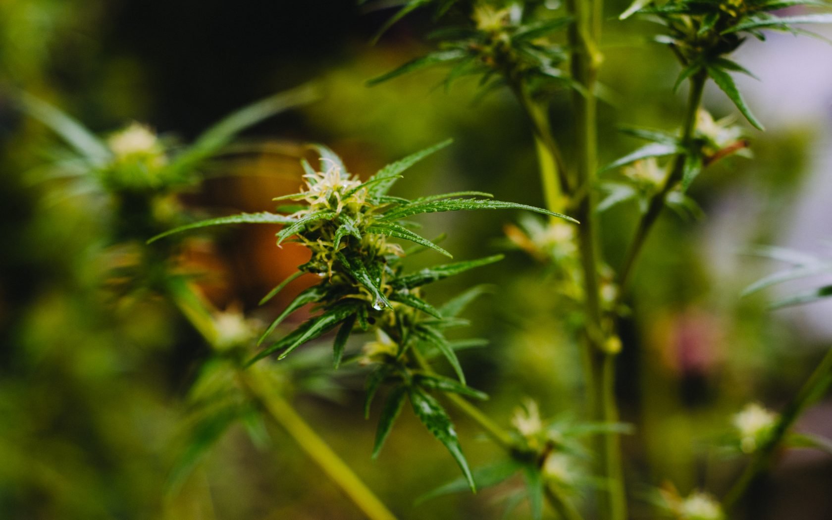 hemp-fibers